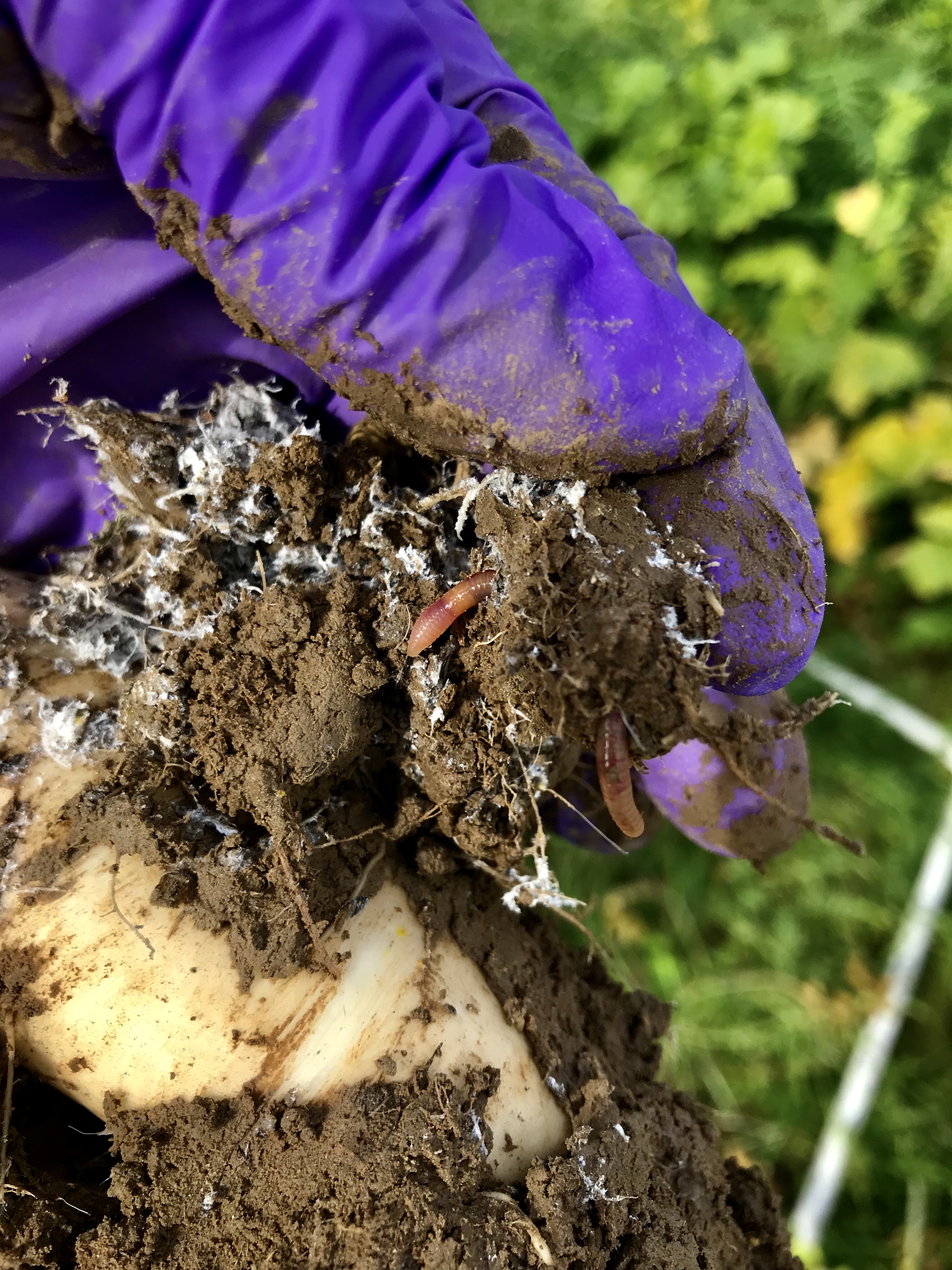SOIL: A Habitat for Beneficial Microorganisms